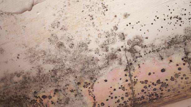 Why You Should Choose Our Mold Remediation Services in Cedar Hills, OR